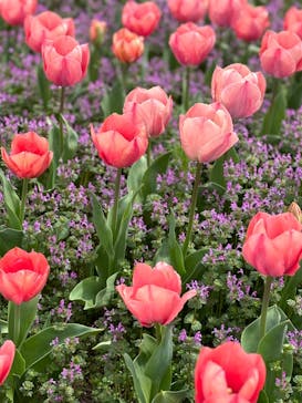 万博記念公園に投稿された画像（2024/4/5）