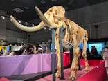 特別展「大哺乳類展３－わけてつなげて大行進」に投稿された画像（2024/4/5）