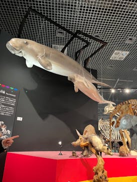 特別展「大哺乳類展３－わけてつなげて大行進」に投稿された画像（2024/4/5）