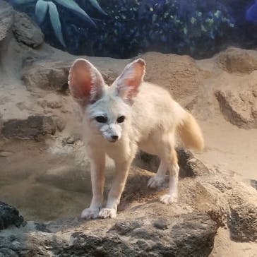 伊豆シャボテン動物公園に投稿された画像（2024/4/5）