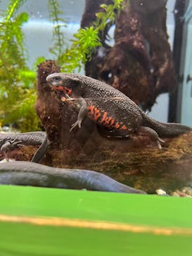 鴨川シーワールドに投稿された画像（2024/4/5）