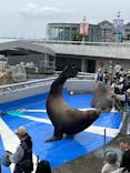 大分マリーンパレス水族館 「うみたまご」に投稿された画像（2024/4/5）