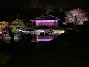 NAKED桜まつり 2024 世界遺産・二条城に投稿された画像（2024/4/5）