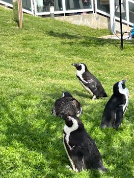マリンワールド海の中道に投稿された画像（2024/4/5）