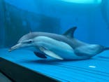 大分マリーンパレス水族館 「うみたまご」に投稿された画像（2024/4/5）