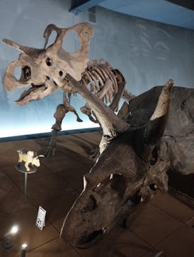 福井県立恐竜博物館に投稿された画像（2024/4/5）