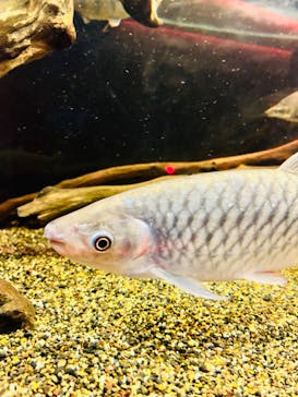 カワスイ 川崎⽔族館に投稿された画像（2024/4/5）