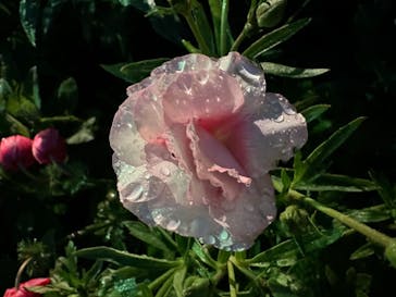 浜名湖花博2024に投稿された画像（2024/4/5）