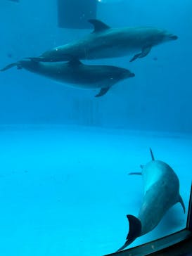 名古屋港水族館に投稿された画像（2024/4/5）