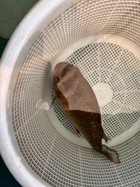 釣って見つけるぼうけんの国 沖縄に投稿された画像（2024/4/5）