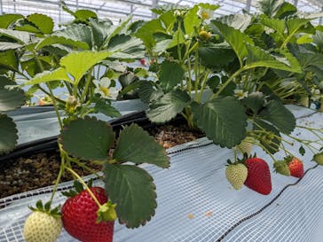 twins farm 真岡いちご園に投稿された画像（2024/4/6）