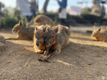 伊豆シャボテン動物公園に投稿された画像（2024/4/6）