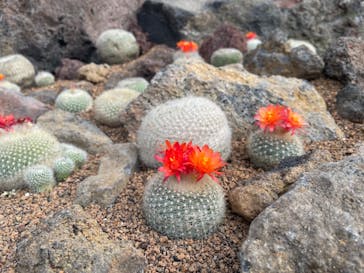 伊豆シャボテン動物公園に投稿された画像（2024/4/6）