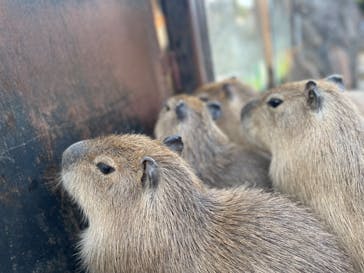 伊豆シャボテン動物公園に投稿された画像（2024/4/6）