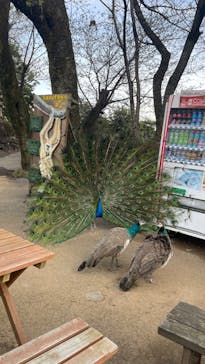 伊豆シャボテン動物公園に投稿された画像（2024/4/6）