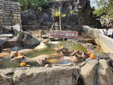 伊豆シャボテン動物公園に投稿された画像（2024/4/6）