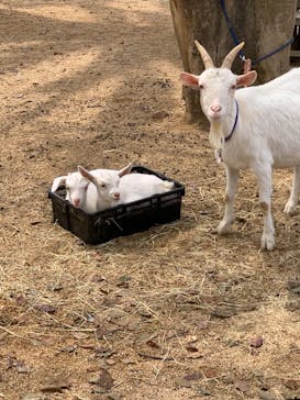 しろとり動物園に投稿された画像（2024/4/6）