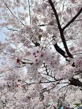 万博記念公園に投稿された画像（2024/4/6）