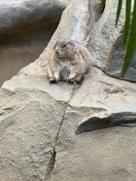 神戸どうぶつ王国に投稿された画像（2024/4/6）