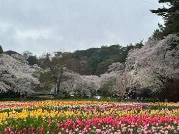 浜名湖花博2024に投稿された画像（2024/4/6）