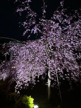 浜名湖花博2024に投稿された画像（2024/4/6）