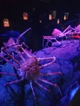 横浜・八景島シーパラダイスに投稿された画像（2024/4/6）