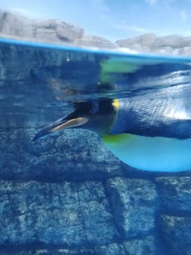 横浜・八景島シーパラダイスに投稿された画像（2024/4/6）