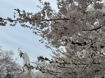 万博記念公園に投稿された画像（2024/4/6）