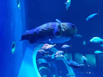 DMMかりゆし水族館に投稿された画像（2024/4/6）