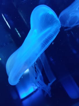 DMMかりゆし水族館に投稿された画像（2024/4/6）