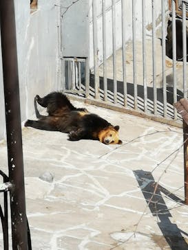 のぼりべつクマ牧場に投稿された画像（2024/4/6）