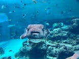 沖縄美ら海水族館に投稿された画像（2024/4/6）