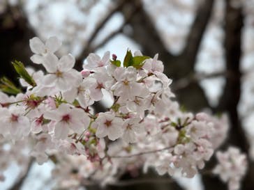 万博記念公園に投稿された画像（2024/4/6）