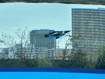 サンシャイン水族館に投稿された画像（2024/4/6）