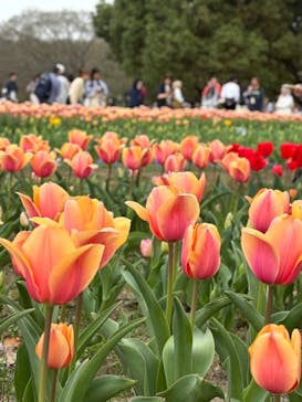 万博記念公園に投稿された画像（2024/4/6）