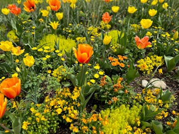 浜名湖花博2024に投稿された画像（2024/4/6）