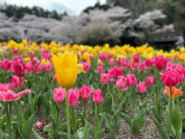 浜名湖花博2024に投稿された画像（2024/4/6）