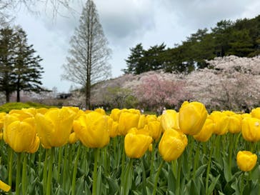 浜名湖花博2024に投稿された画像（2024/4/6）