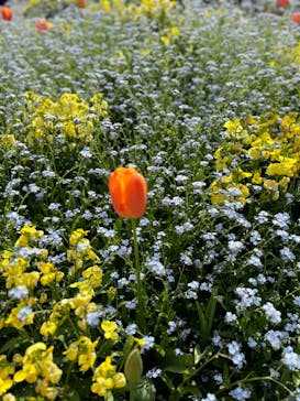 浜名湖花博2024に投稿された画像（2024/4/6）