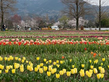 滋賀農業公園ブルーメの丘に投稿された画像（2024/4/6）