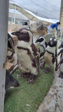 マリンワールド海の中道に投稿された画像（2024/4/6）