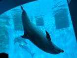 名古屋港水族館に投稿された画像（2024/4/6）