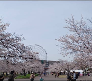 万博記念公園に投稿された画像（2024/4/6）