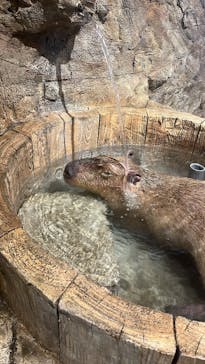 おさるランド＆アニタウン　日光さる軍団劇場に投稿された画像（2024/4/6）