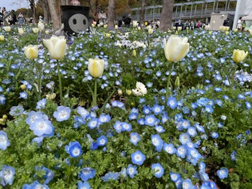 浜名湖花博2024に投稿された画像（2024/4/6）