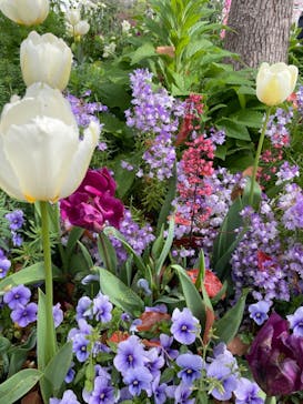 浜名湖花博2024に投稿された画像（2024/4/6）