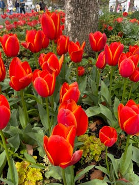 浜名湖花博2024に投稿された画像（2024/4/6）