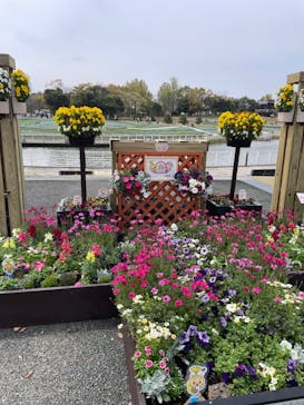 浜名湖花博2024に投稿された画像（2024/4/6）