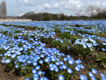 滋賀農業公園ブルーメの丘に投稿された画像（2024/4/6）