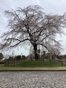 万博記念公園に投稿された画像（2024/4/6）